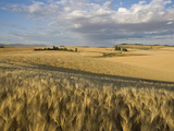 Gield of 6 Row Barley Ripening in the Afternoon Sun  Spokane County  Washington  Usa
