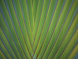 Close-Up of Palm Leaves  Bavaro  Punta Cana  Dominican Republic