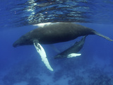 Humpback Whale Mother and Calf  Silver Bank  Domincan Republic