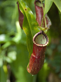 Old World Carnivorous Pitcher Plant  Penang Butterfly Farm  Island of Penang  Malaysia