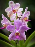 Orchid  Hawaii