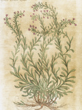 Ageratum  17th Century Engraving in 'Bibliotheca Pharmaceutica-Medica' by J Jacobi Mangeti