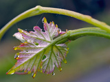 Leed Gold Certified  Cade Winery on Howell Mountain Above Napa Valley  California  Usa