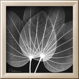 Orchid Tree Black and White
