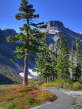 Meadow with Trail and Table Mountain  Heather Meadows Recreation Area  Washington  Usa