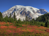 Paradise Valley and Mt Rainier  Mt Rainier National Park  Washington  Usa