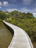 Boardwalk across Mangroves  Sandspit  Warkworth  Auckland Region  North Island  New Zealand