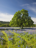 Lone Oak Standing in Field of Wildflowers with Tracks Leading by Tree  Texas Hill Country  Usa