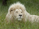 African Lion  Inkwenkwezi Private Game Reserve  East London  South Africa