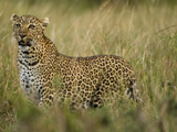 African Leopard Hunting in the Grass  Masai Mara Game Reserve  Kenya