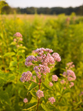 Joe-Pye Weed  Bridgewater  Massachusetts  Usa