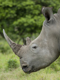 Wild Female African White Rhinoceros  Inkwenkwezi Private Game Reserve  East London  South Africa