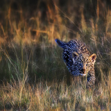 Leopard Cub  Masai Mara  Kenya