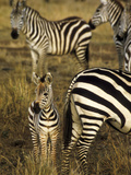 Group of Burchell's Zebra at Waterhole  Masai Mara Conservancy  Kenya