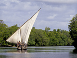 Dhow Sailing in Mangrove Channel  Lamu  Kenya