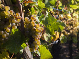 Hunawihr  Alsatian Wine Route  Alsace Region  Haut-Rhin  France