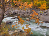Tumwater Canyon  Maple Tree and Wenatchee River  Wenatchee National Forest  Washington  Usa