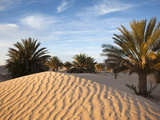 Great Dune at Dawn  Douz  Sahara Desert  Tunisia