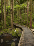 AH Reed Memorial Kauri Park  Whangarei  Northland  North Island  New Zealand