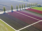 Skagit Valley  Washington  Usa
