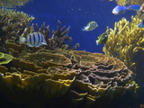 Waikiki Aquarium  Honolulu  Oahu  Hawaii