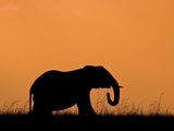 Silhouette of Elephant at Sunset  Masai Mara National Reserve  Kenya