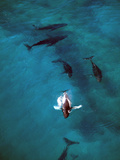 Humpback Whale Pod  Hawaii