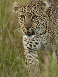 African Leopard Hunting  Masai Mara Game Reserve  Kenya