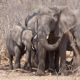 Mother and Baby Elephant Preparing for a Dust Bath  Chobe National Park  Botswana