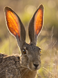 Close-Up of Black-Tailed Jackrabbit  Maverick County  Texas  Usa