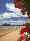 Pohutukawa Tree and Beach  Paihia  Bay of Islands  Northland  North Island  New Zealand