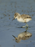 American Avocet Chick  Baylands  Palo Alto  California  Usa