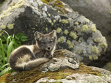 Blue Phase Arctic Fox  St Paul  Pribilof Islands  Alaska  Usa