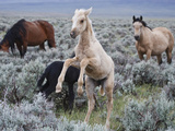 Wild Horse Babies Playing  Wyoming  Usa