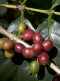 Coffee Beans on Coffee Bush  Costa Rica