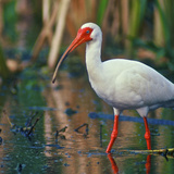 American White Ibis  Florida  Usa