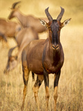 Female Topi Standing on Grassy Plain  Masai Mara Game Reserve  Kenya