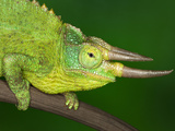 Close-Up of Jackson's Chameleon on Limb  Kenya
