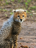 Cheetah Cub  Masai Mara  Kenya
