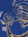 Skyward View of Cow Parsnip in Winter Covered in Morning Frost  Homer  Alaska  Usa