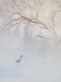 Hooded Crane Walks Through a Cold River under Hoarfrost-Covered Trees  Tsurui  Hokkaido  Japan