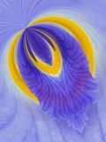 Iris Flowers