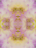 Flipped Pattern  Dahlia Flowers  Birmingham  Alabama