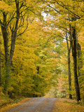 Leaves Fall from Sugar Maple Trees Lining a Dirt Road in Cabot  Vermont  Usa