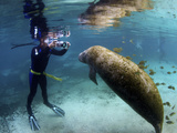 Florida Manatee  Crystal River  Florida  Usa