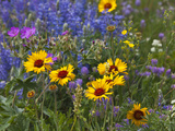 Prairie Wildflowers  Montana  Usa