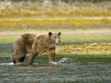 Brown Bear  Katmai National Park  Hallo Bay  Alaska  Usa