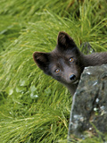 Blue Phase Arctic Fox  St Paul  Pribilof Islands  Alaska  Usa