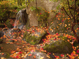 Japanese Garden  Washington Park Arboretum  Seattle  Washington  Usa