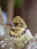 D'Arnaud's Barbet  Tanzania